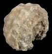 Flower-Like Sandstone Concretion - Pseudo Stromatolite #62213-1